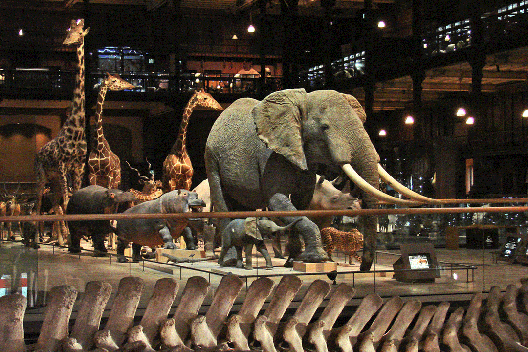 Museo nazionale di Storia Naturale