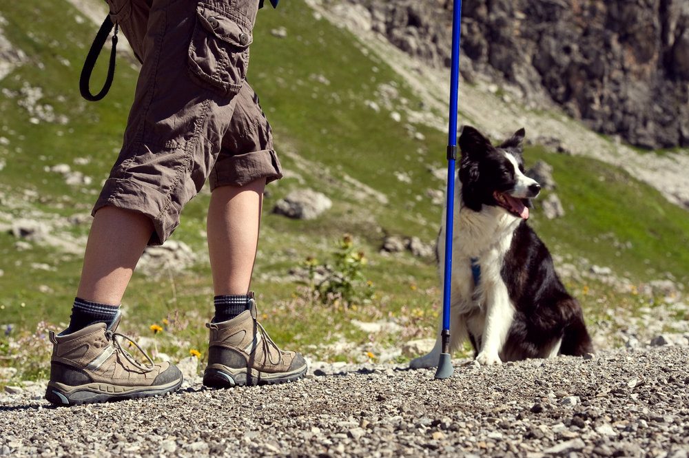 Consigli utili per fare trekking con il vostro cane 