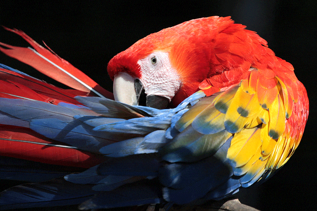 Gli animali più colorati del mondo | Ara Macao