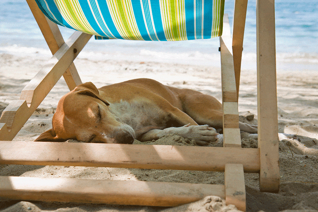 Le 5 migliori spiagge italiane per i vostri cani