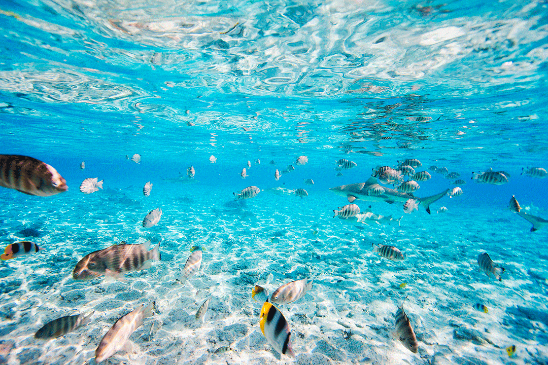 I luoghi più belli per fare immersioni | Rurutu, Polinesia Francese