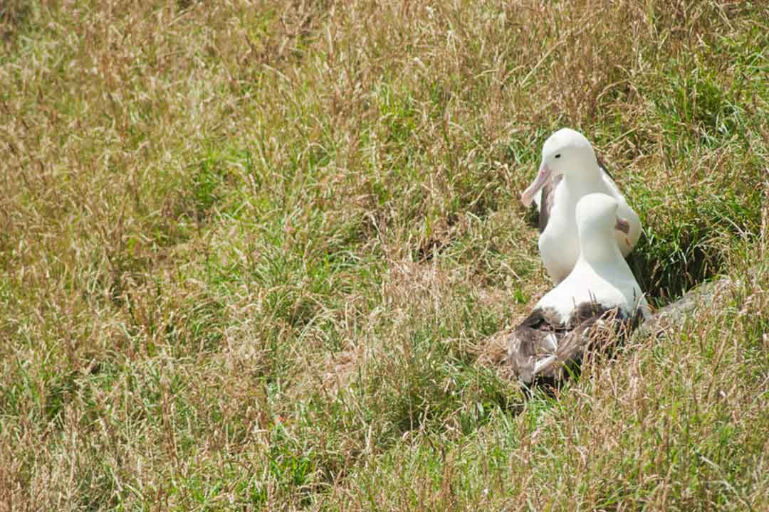 albatross-otago-peninsula