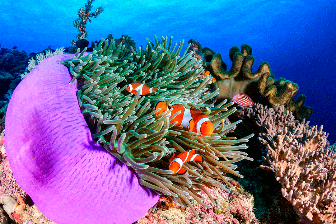 Gli animali dai colori più vivi e sgargianti del mondo