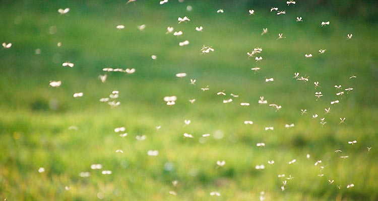 Temperature elevate e zanzare